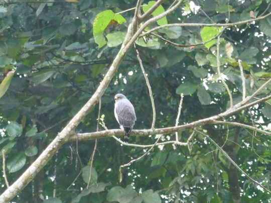 Anaconda Lodge Ecuador主图