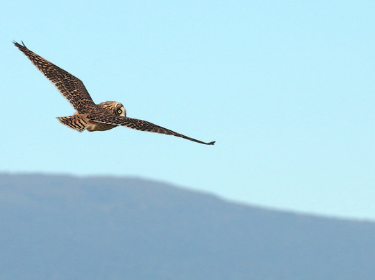Kona Adventure Tours-凯鲁瓦-柯纳必去景点