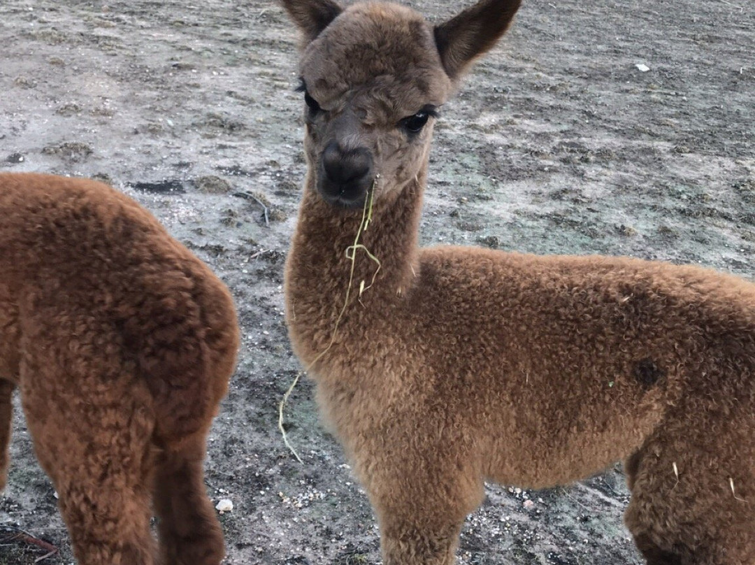 Redbank Alpacas-Redbank必去景点