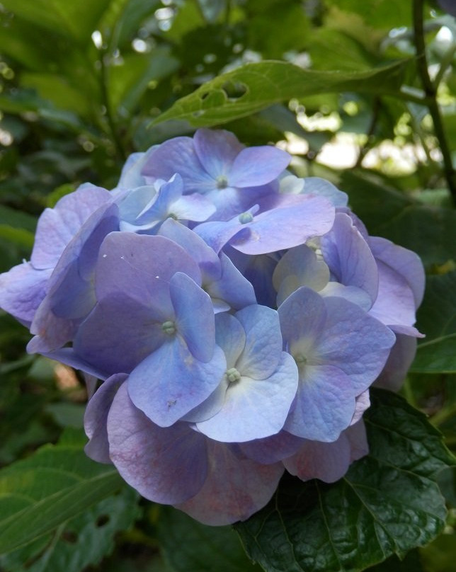 Isoyama Shrine-鹿沼市必去景点