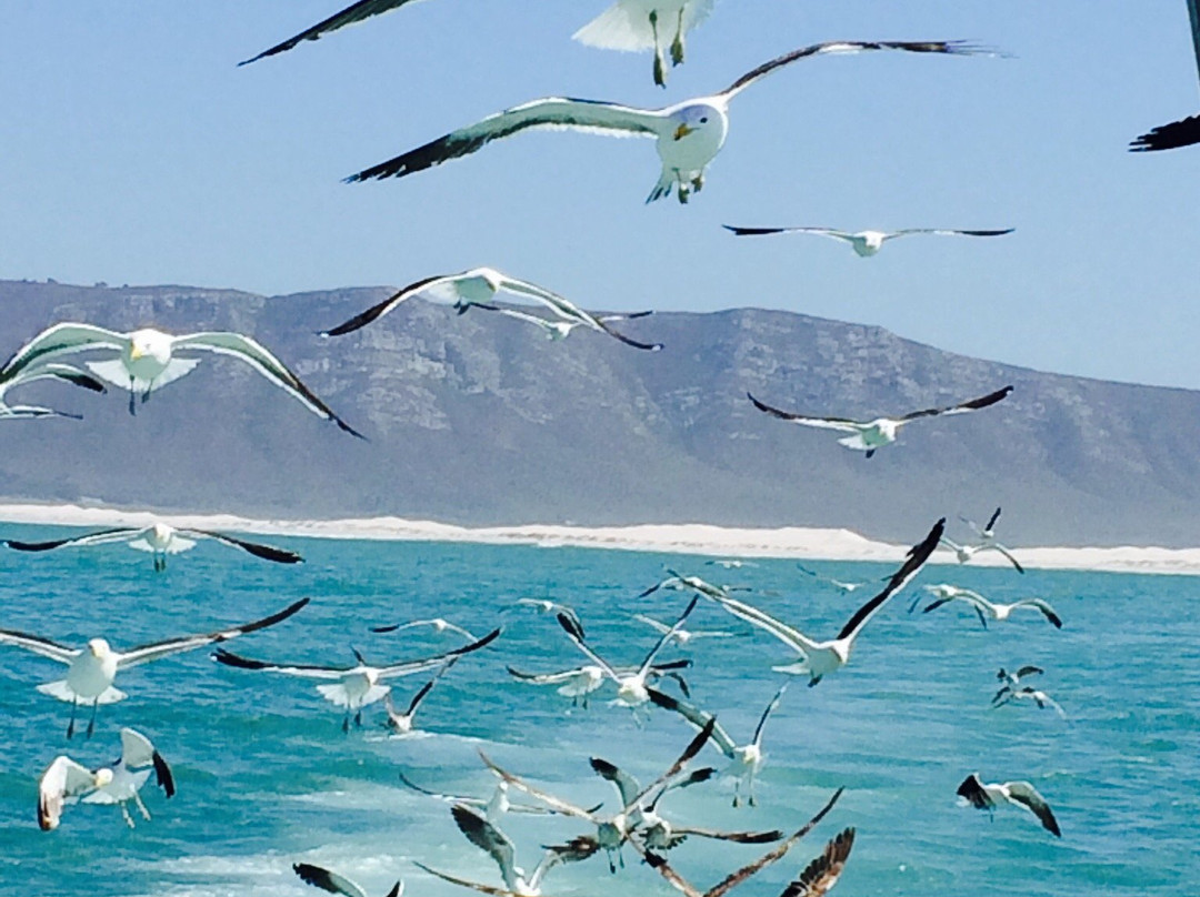 Supreme Sharks-Kleinbaai必去景点