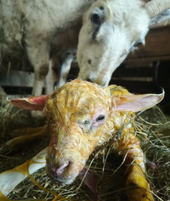 Holar Farm-布扎达吕尔必去景点