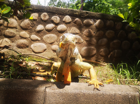 Rigo Suave CR Tours-Playa Flamingo必去景点