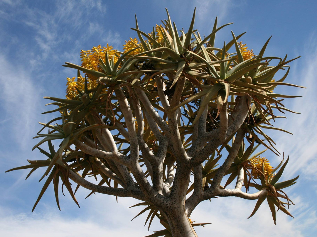Vanrhyns Pass-Nieuwoudtville必去景点