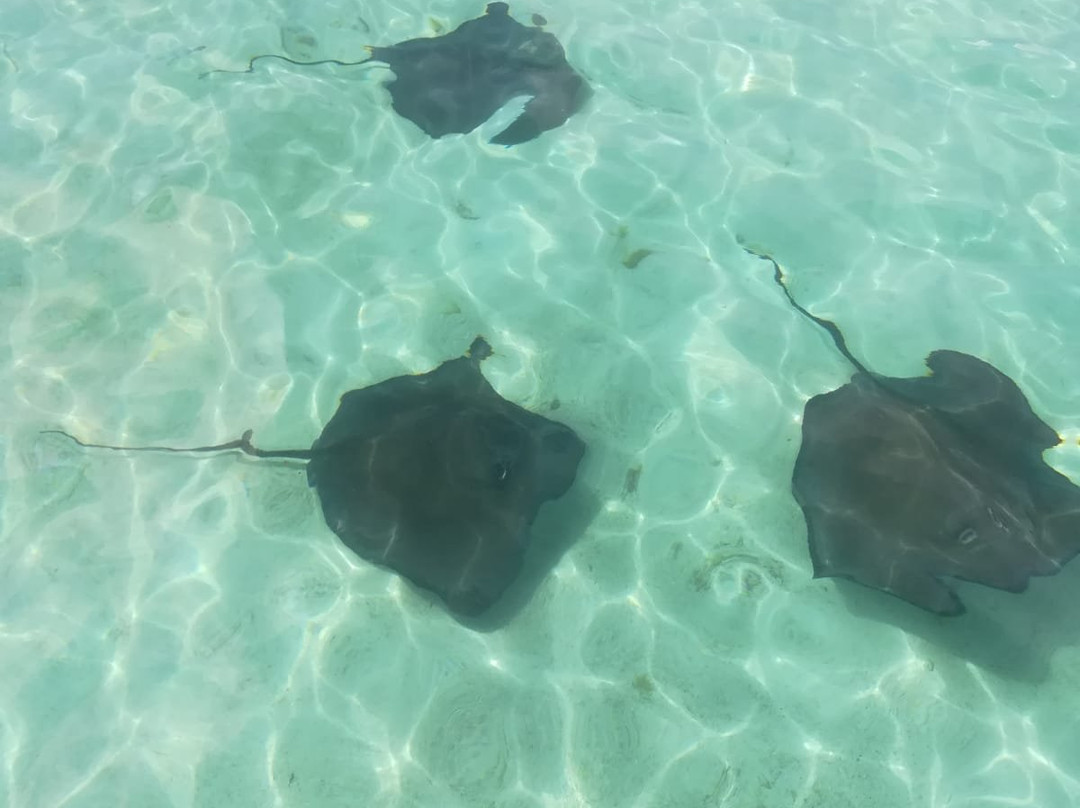 Stingray City-安提瓜必去景点