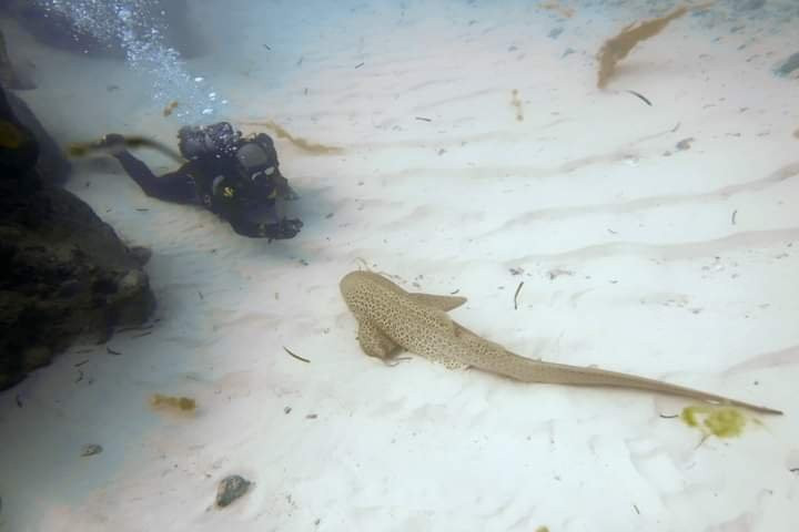 Scub'Addict-Bourail必去景点