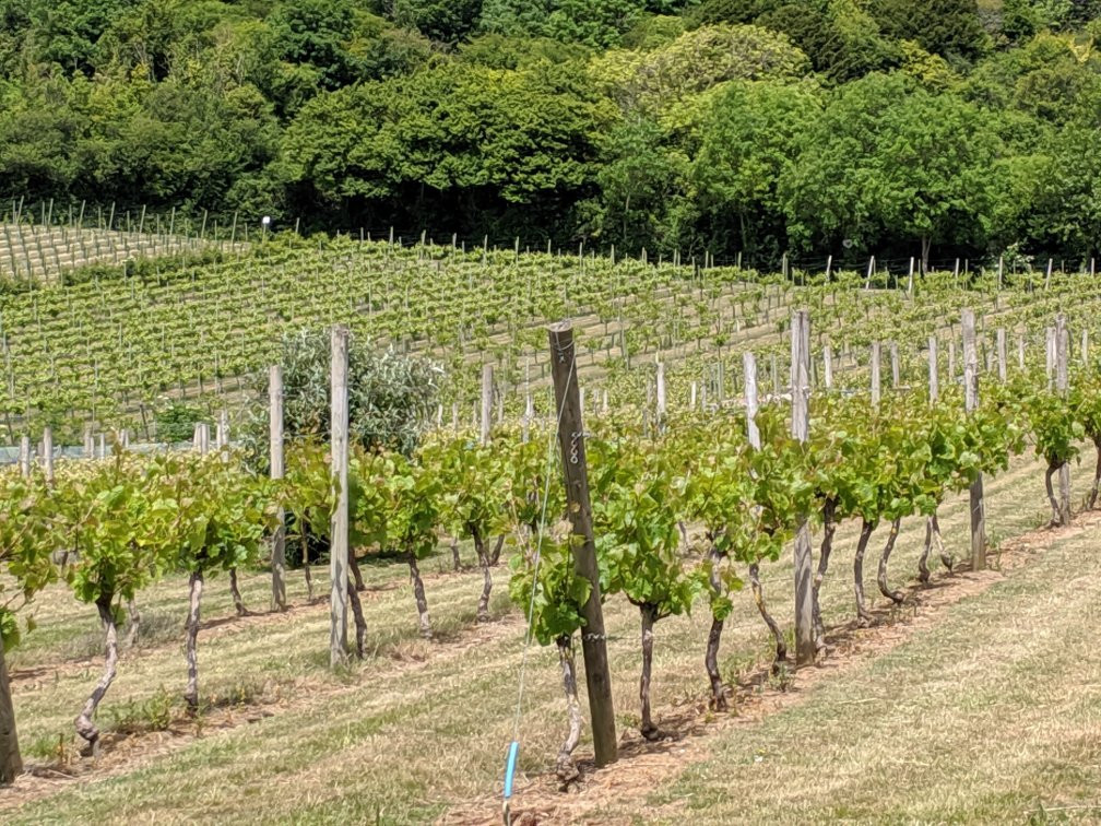 Adgestone Vineyard景点图片
