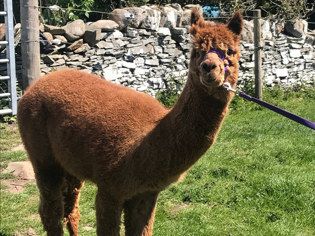 Senwick Alpaca Trekking景点图片