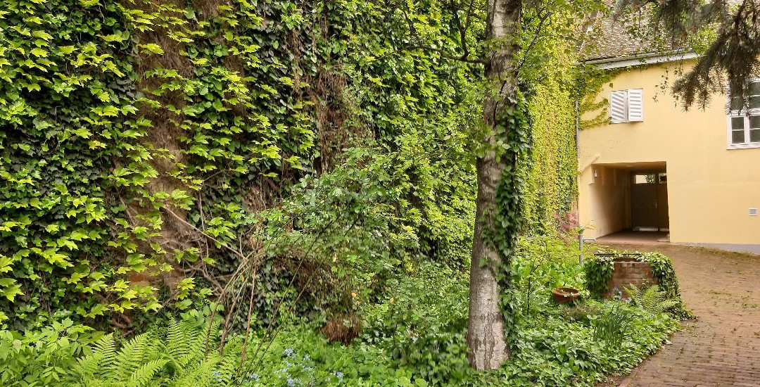 Lila Vendeghaz主图