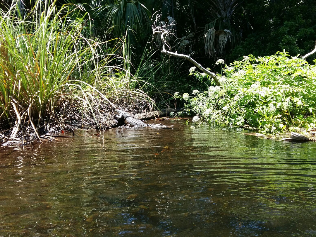 Ocala National Forest景点图片