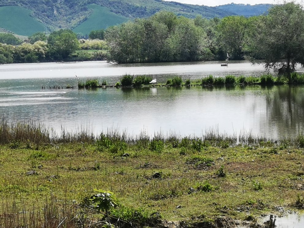Oasi WWF Lago di Alviano景点图片