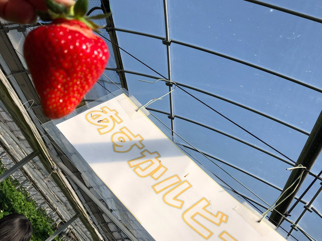 Yasuda Strawberry Farm-君津市必去景点