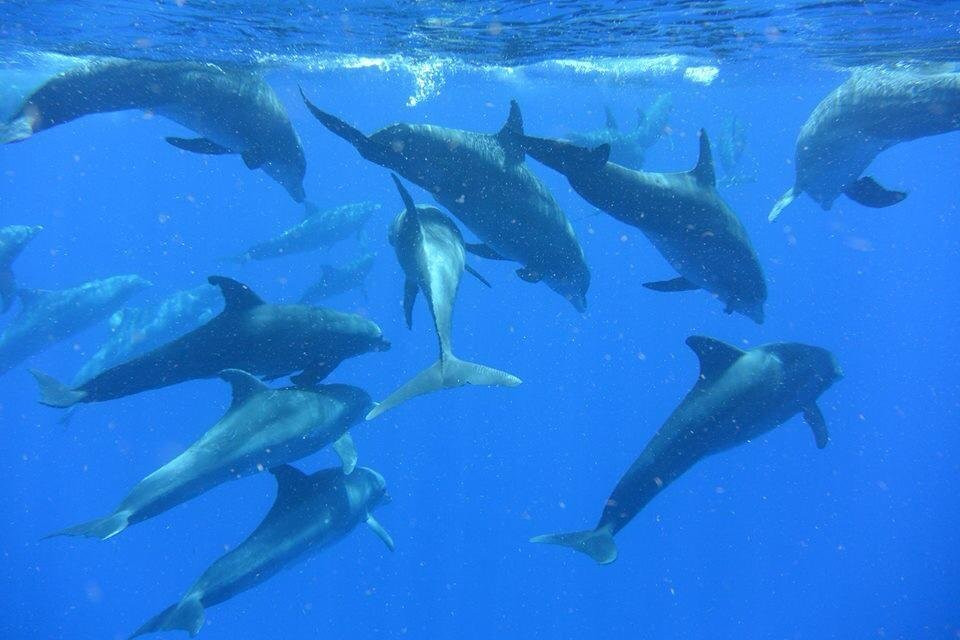 Down the Bayou Charters-Grand Isle必去景点