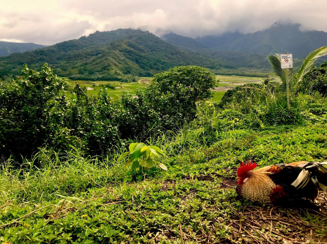 Tread Lightly Kauai Tours- Private Day Tours景点图片