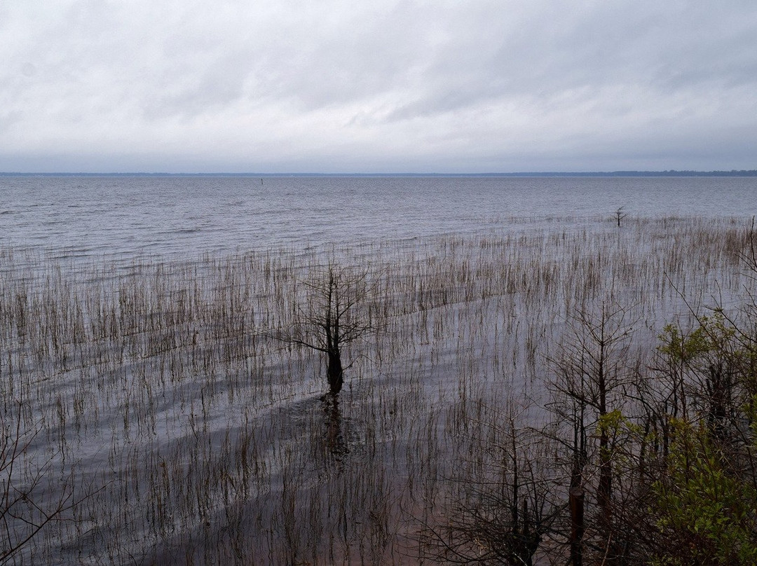 Lake Waccamaw State Park景点图片