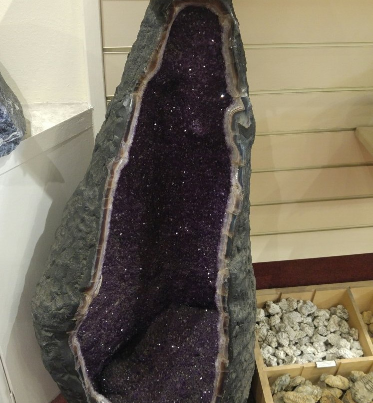 Mr Wood's Fossils-爱丁堡必去景点