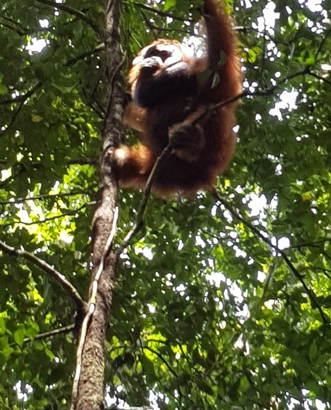 Ketambe Tour - Trekking & Rafting-Ketambe必去景点