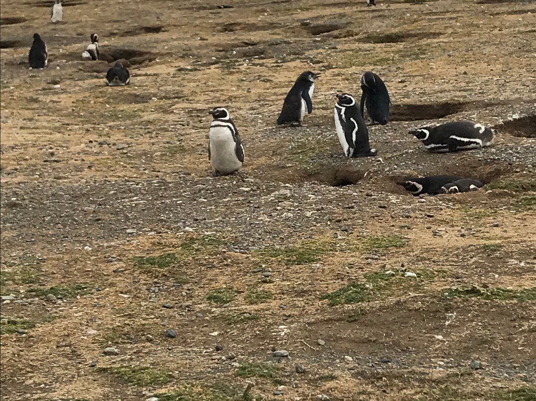 Isla Magdalena-蓬塔阿雷纳斯必去景点