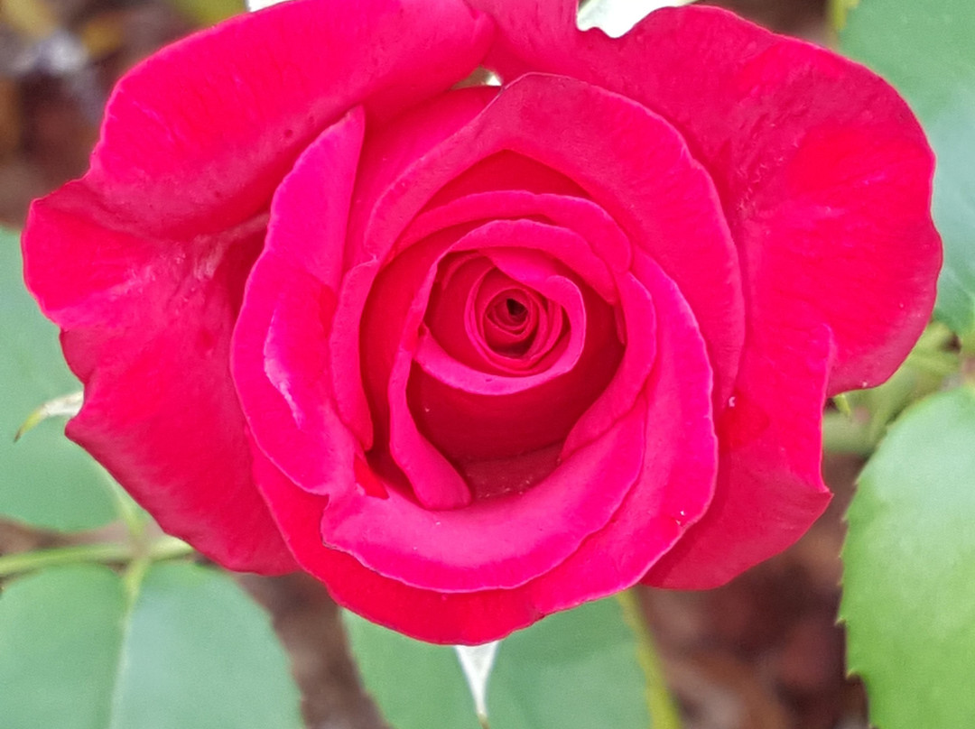 The Old Nunnery B&B Moss Vale主图