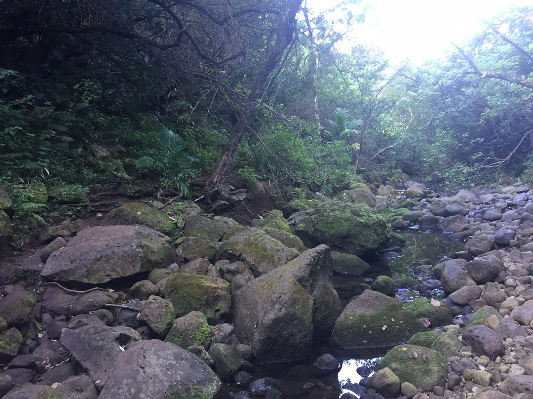 Waimano Ridge Trail-珍珠市必去景点