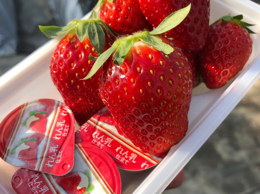 Kawatsura Strawberry Farm-山武市必去景点