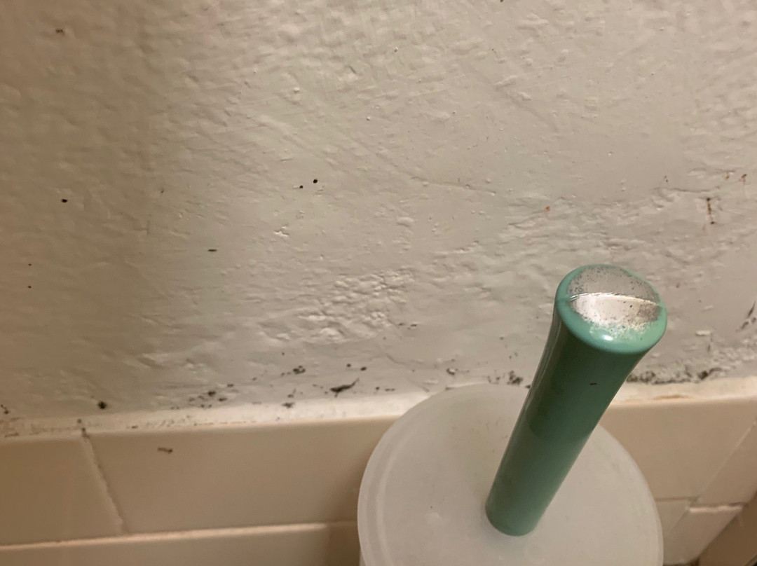 Bathurst Motor Inn主图