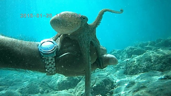 Go Scuba Diving-Agia Marina必去景点