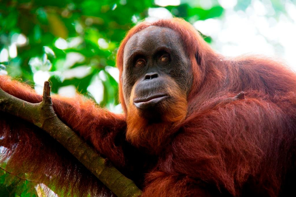 Sumatra Tour & Travel-武吉拉旺必去景点