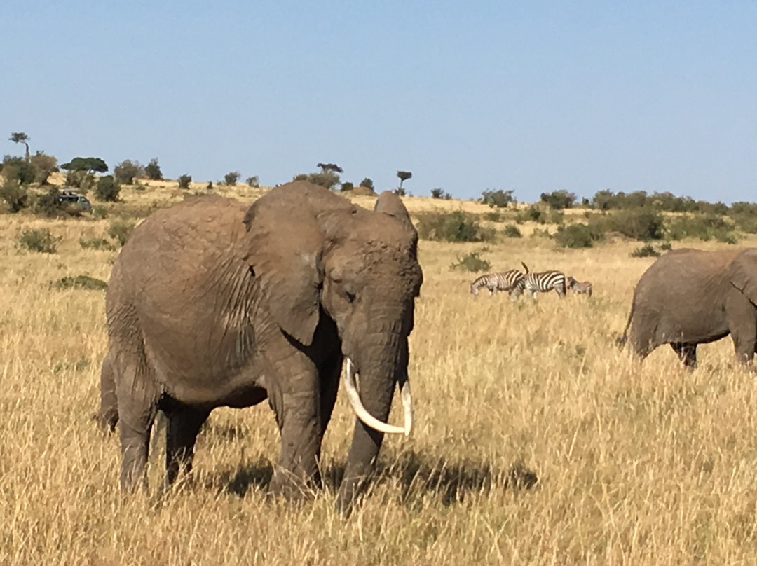 Rockland Kenya Safaris景点图片