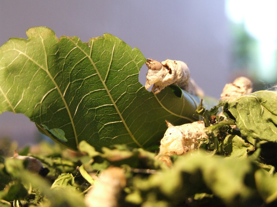 Le Conservatoire du Patrimoine de La Garde-Freinet-La Garde-Freinet必去景点