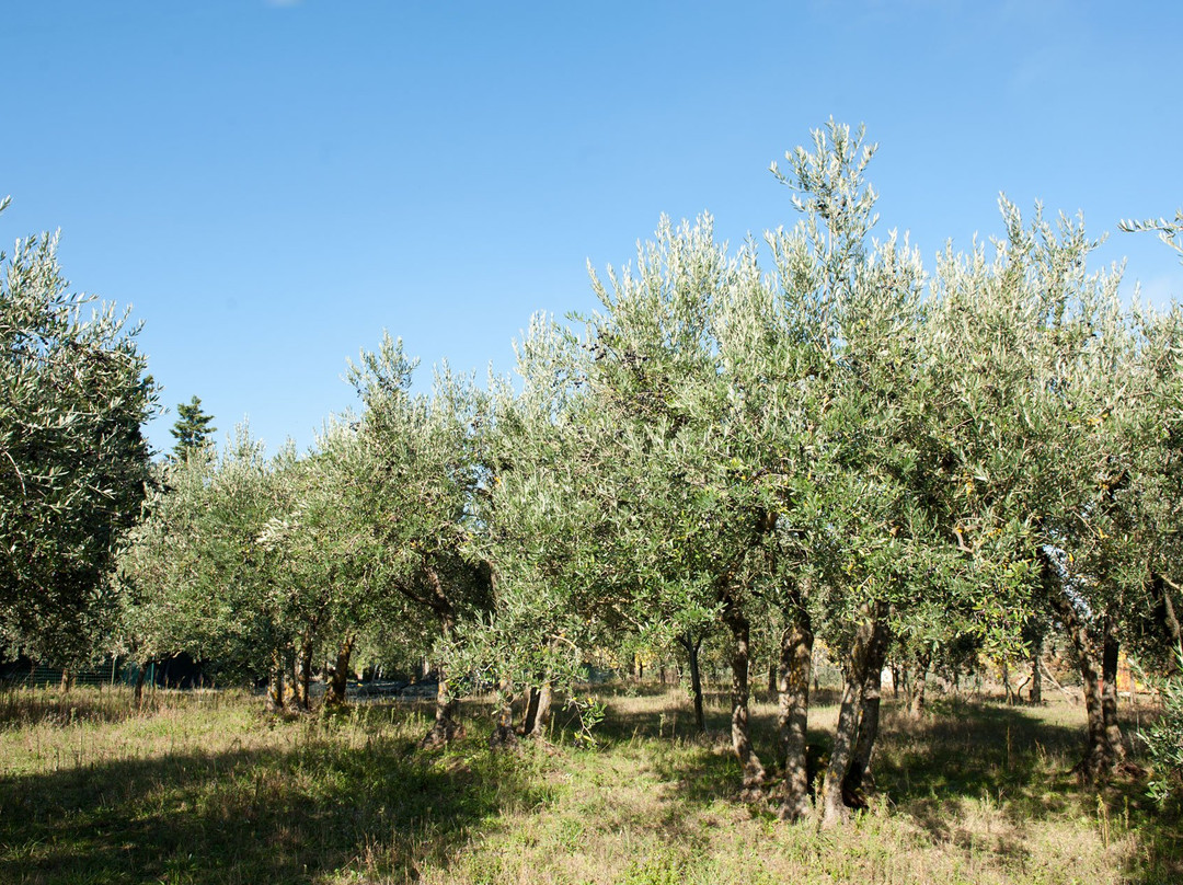 Fattoria Madonna della Querce景点图片