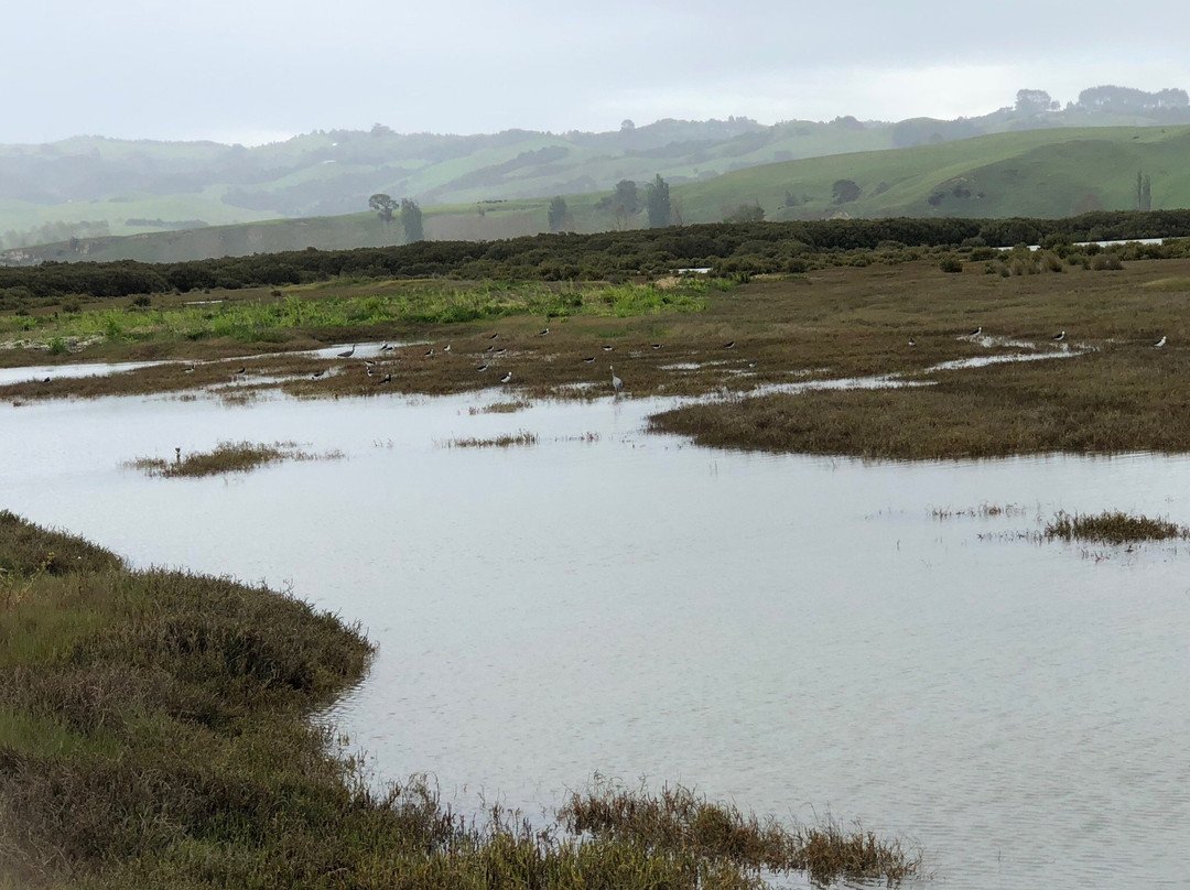 Pūkorokoro Miranda Shorebird Centre-Miranda必去景点