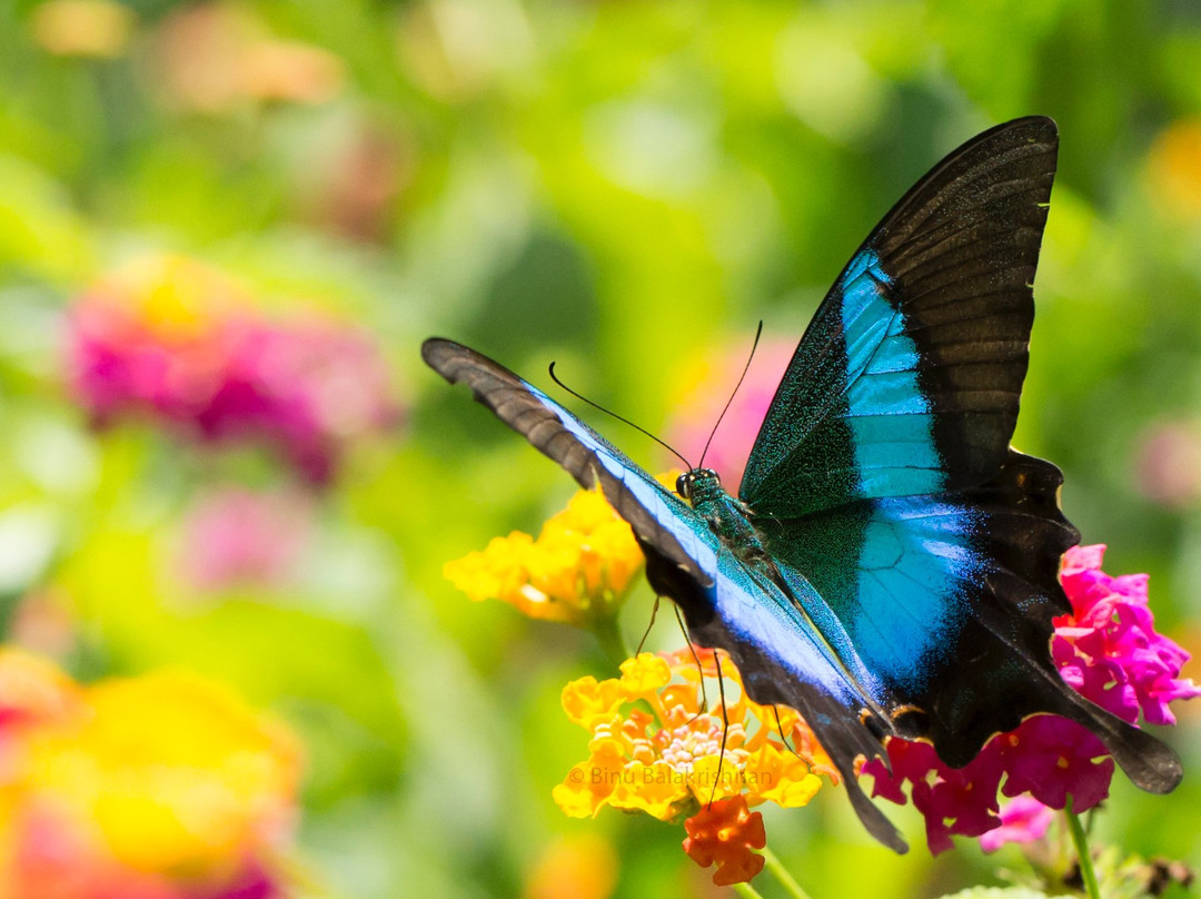 Sammilan Shetty’s Butterfly Park-芒加罗必去景点