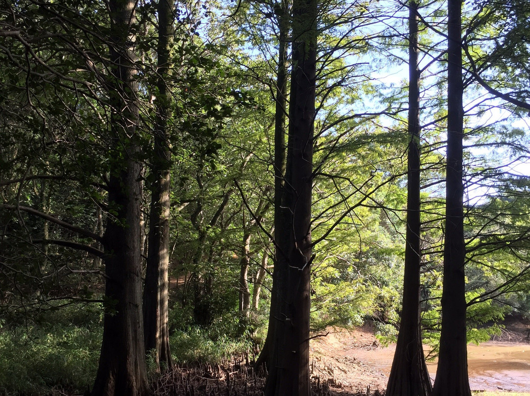 Sasaguri Kyushu University Forest景点图片