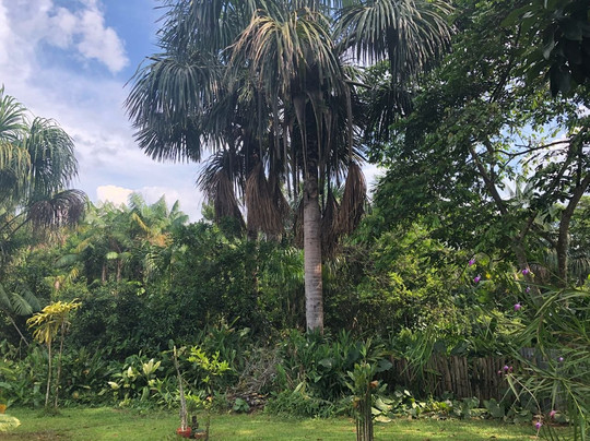 Posada Turistica Quenari Wii主图