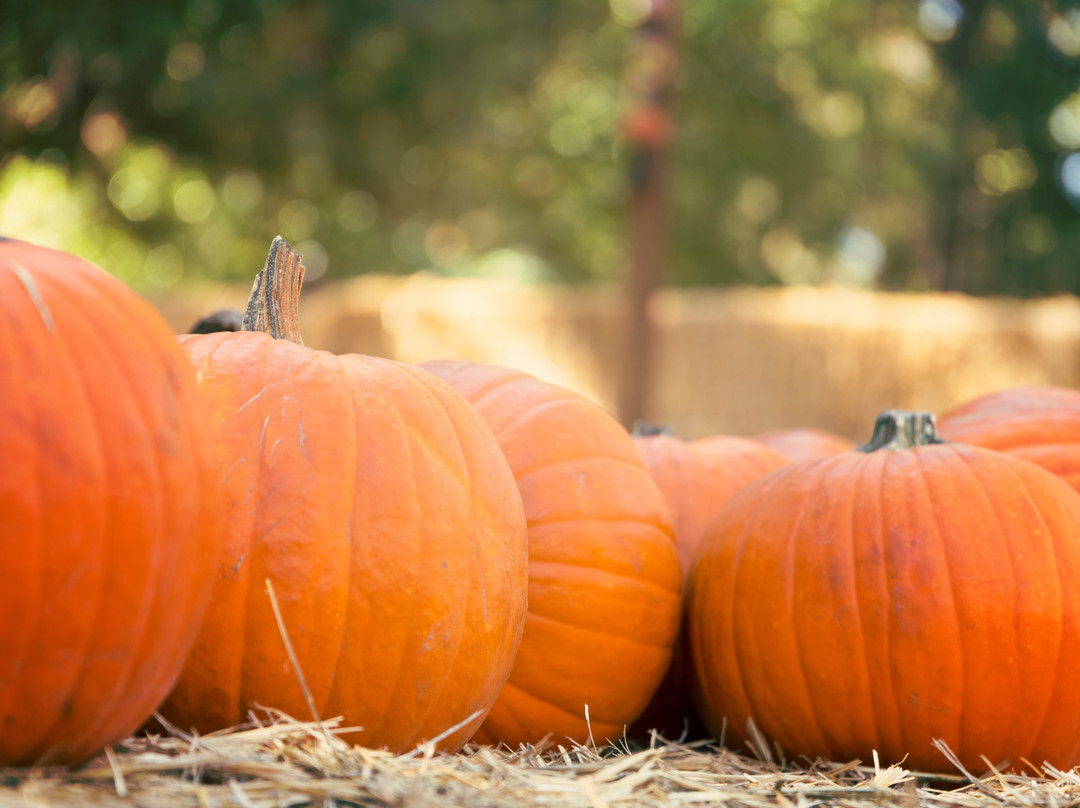 Amazing Grace Family Farms-Green Cove Springs必去景点