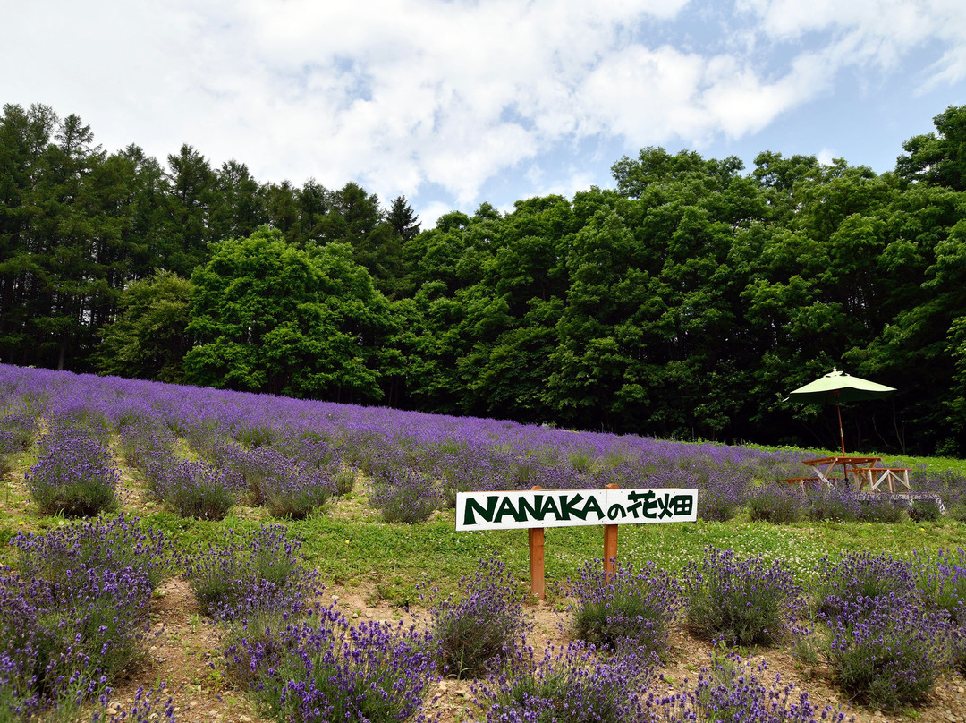 Nanaka no Hanabatake-中富良野町必去景点