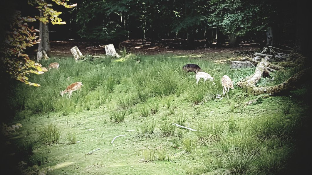 Tiergarten Weilburg景点图片