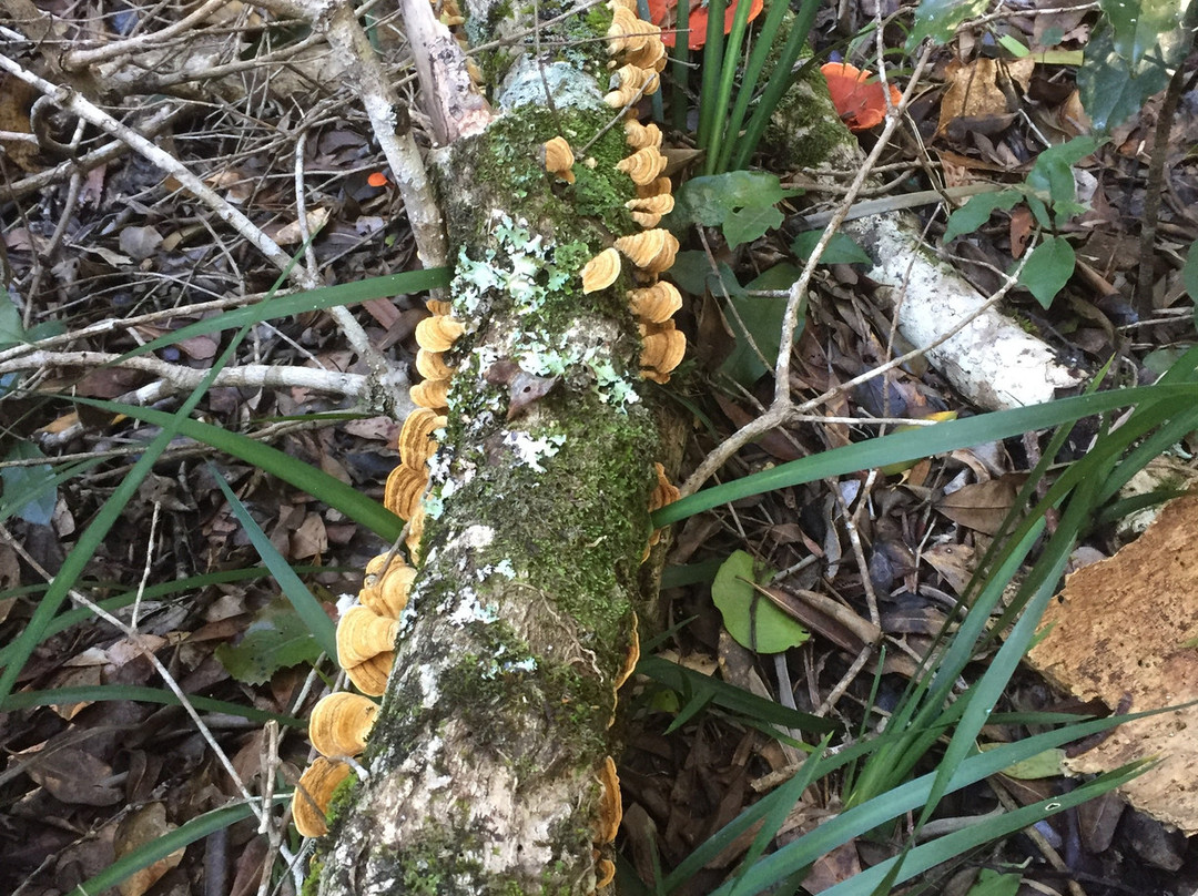 Secrets of Knysna Forest-哈克城必去景点