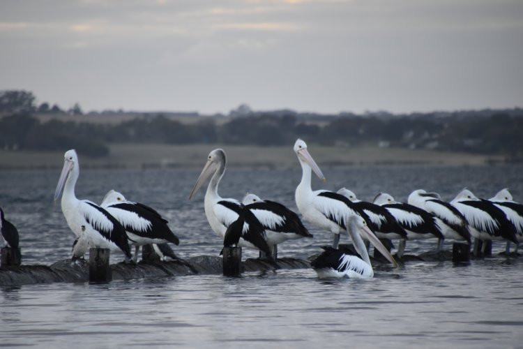 Swan Bay-皇后崖必去景点