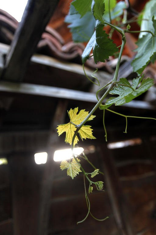 Effect Zlatna Oresha - Complex主图