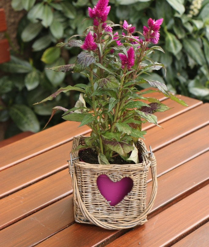 Hotel Gasthof Zum Weyssen Rossle主图