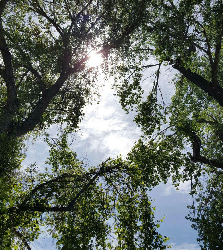 Bidwell-Sacramento River State Park-奇科必去景点