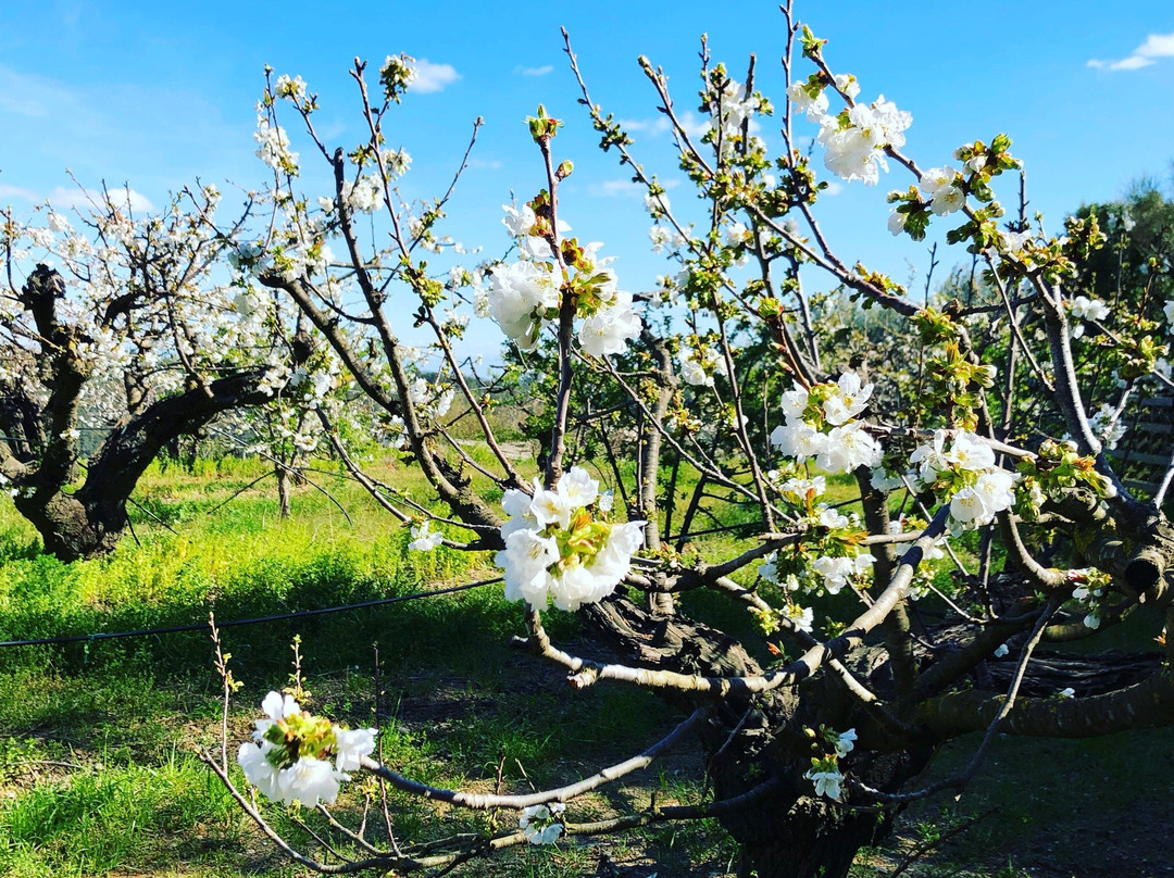 Bodega Sirot-托雷利亚斯-德略布雷加特必去景点