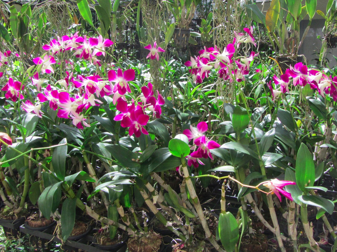 Merlin Butterfly Sanctuary-芭东海滩必去景点