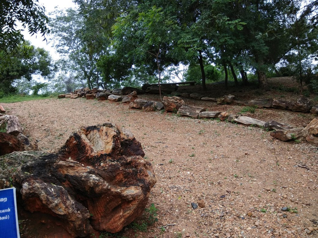 National Fossil Wood Park景点图片