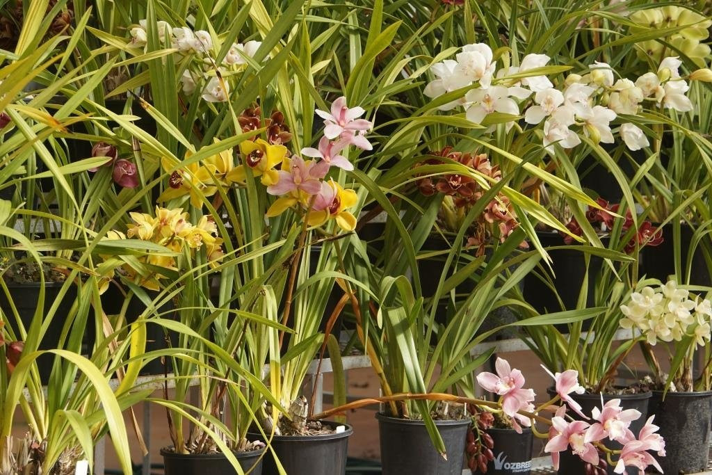 Alexandra Gardens-亚拉拉特山必去景点