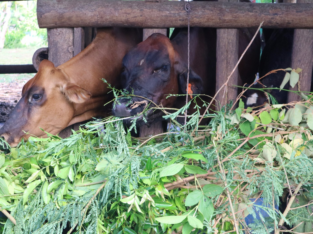 Maribojoc Organic Demonstration Farm-Maribojoc必去景点