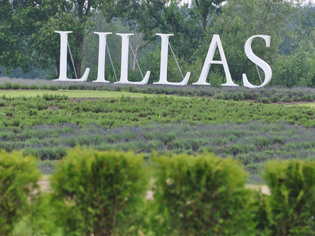 Lillas Lavender