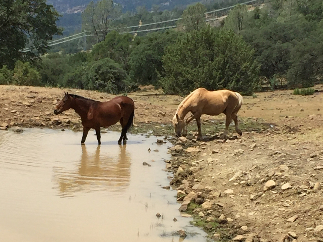 Wild Horse Sanctuary景点图片